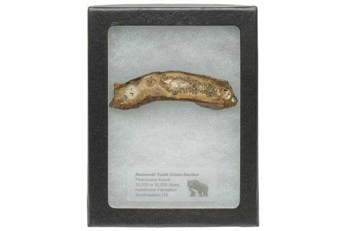 Mammoth Molar Slice with Case - South Carolina #217862